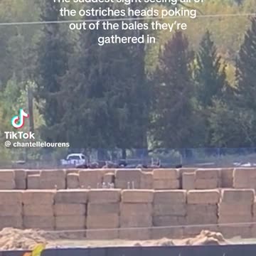 The saddest sight seeing all of the ostriches heads poking out of the bales they're were gathered in