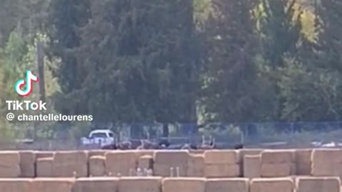 The saddest sight seeing all of the ostriches heads poking out of the bales they're were gathered in