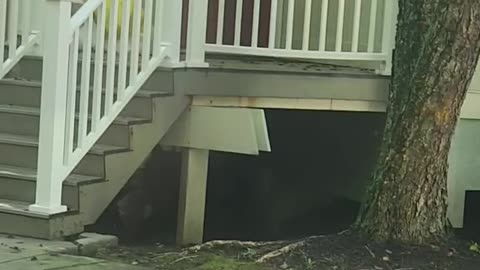 Black Bear Steals a Purse