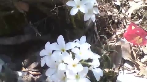 Beautiful white plumeria flowers grow amidst the rubbish and debris [Nature & Animals]