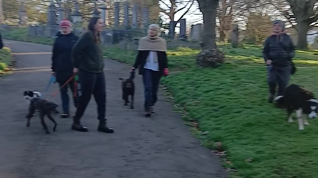 I think this is the video of woman ordering a dog 4 breakfast