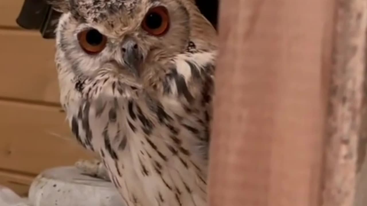 Owls are the cutest!