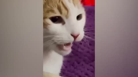 The Funniest Animals! New Funny Videos of Cats and Dogs