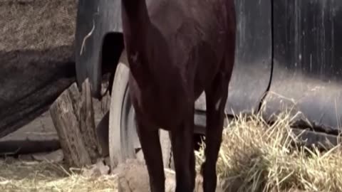 alpaca