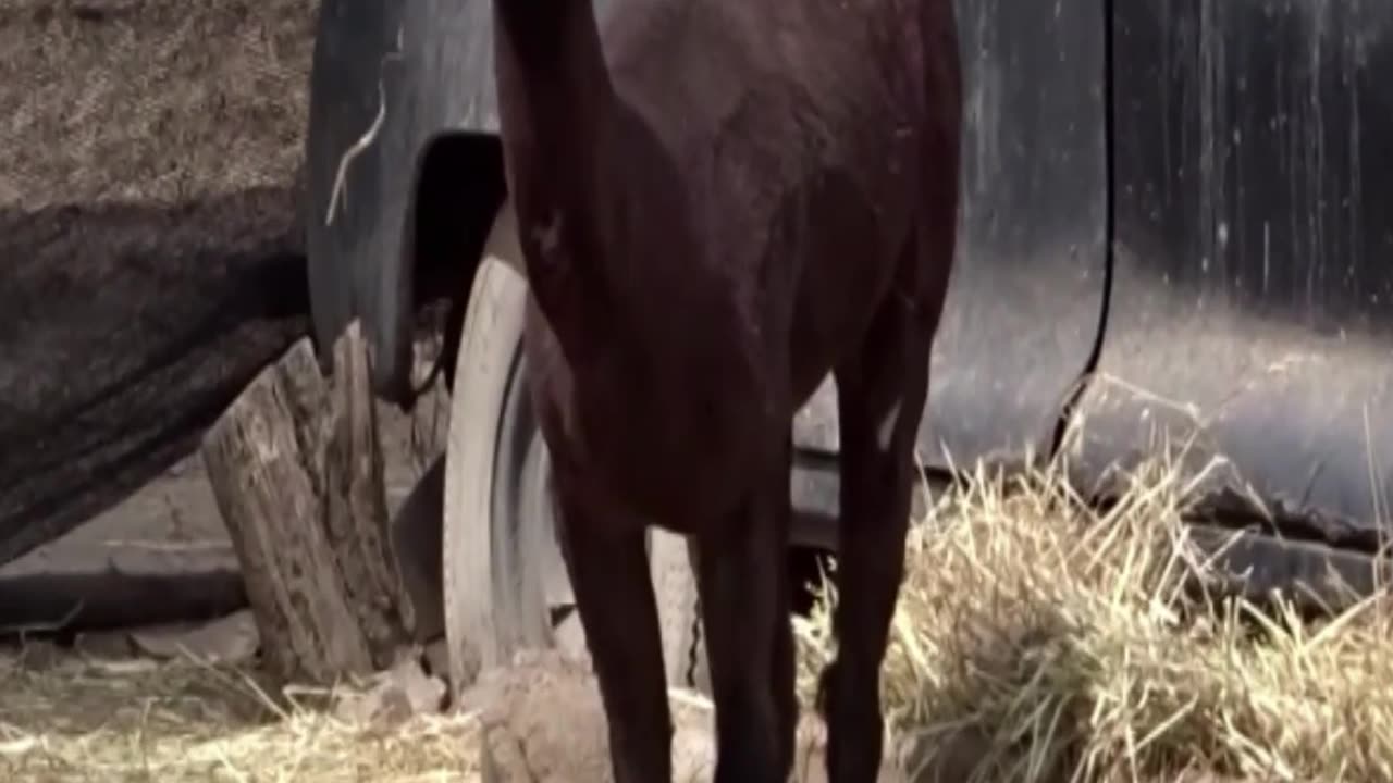 alpaca
