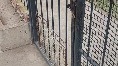 Clever Dog Opens Gate