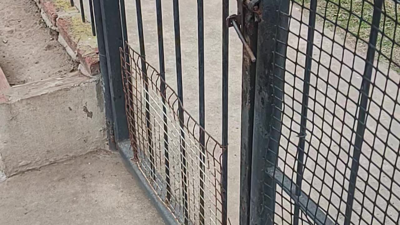 Clever Dog Opens Gate