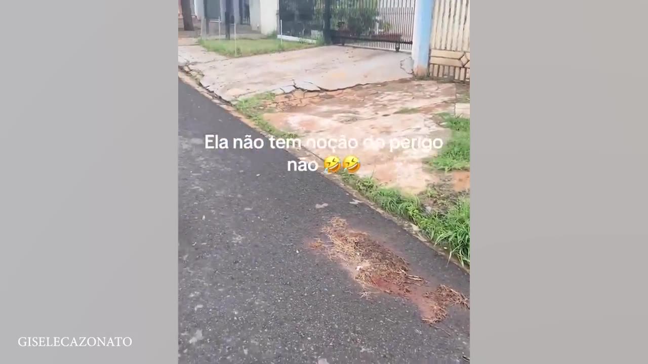 NEW Funny Dog Videos