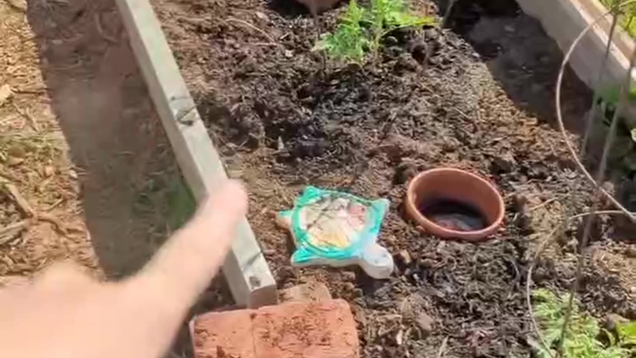 Garden watering technique