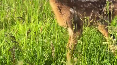 Cutest Baby Deer Ever! 🦌💛 Pure Nature Magic