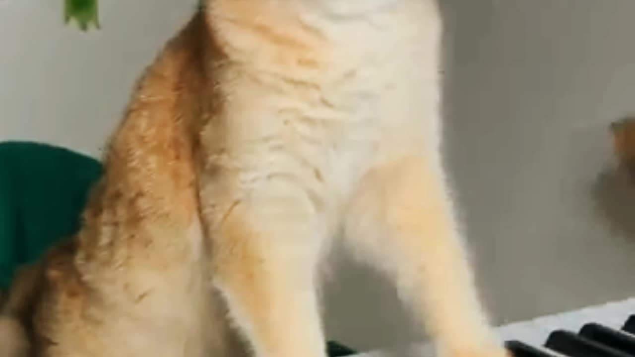 Nika ko Ghumti hui Cat 😺 wali meme bahut pasand hai | part 2 #cat #cats #shorts