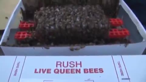 Documentary (2009) - The Vanishing of the Bees