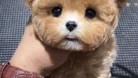 Tiny Puppy’s First Haircut ✂️🐶 Cutest Grooming Ever!"