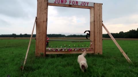 This Dog Jumped 4 Feet High – You Won’t Believe It! 🐶💥 | #AmazingDog #DogJump