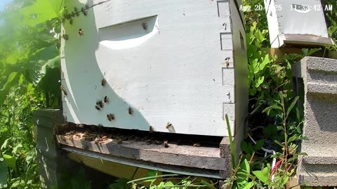 Bees on a Wednesday Morning