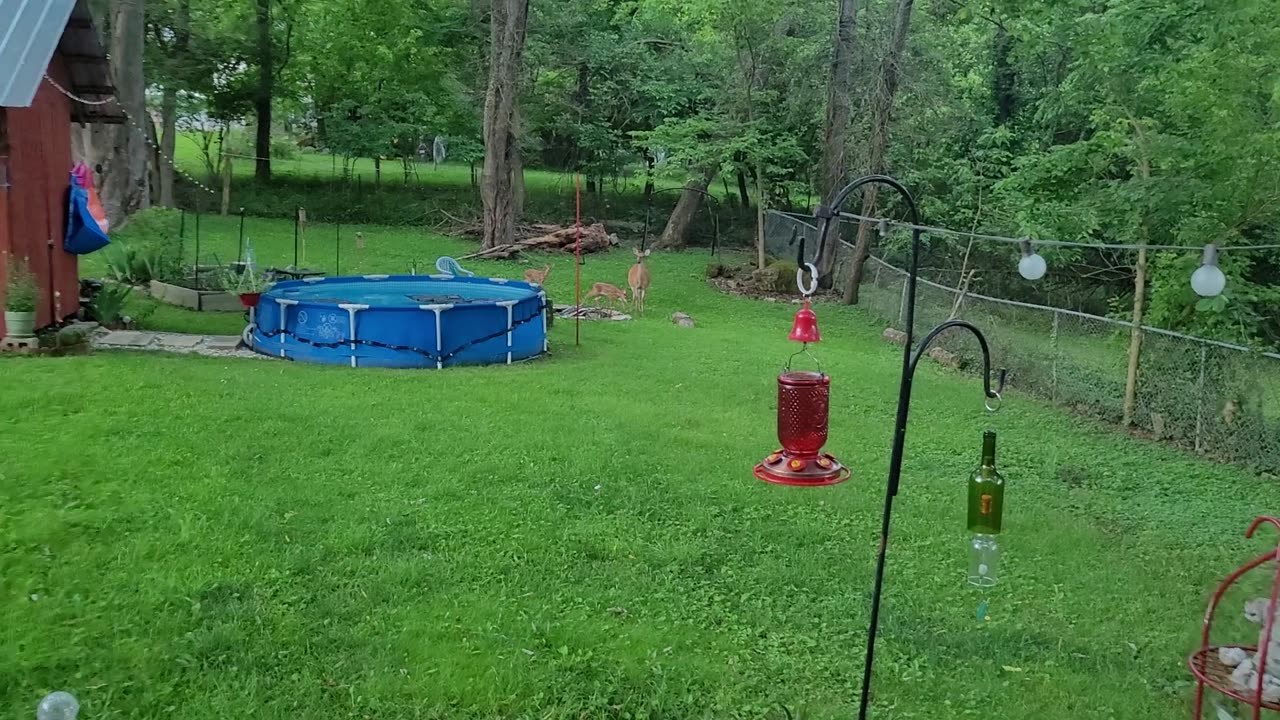 Baby Deer Want to Play With Ganesha