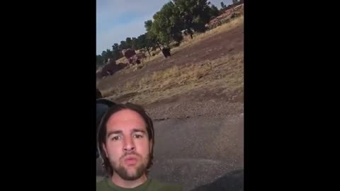 Looks like Yellowstone is coming to life, and the animals are on the move out of the park