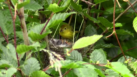 Mother Green Bird feeding her little Baby Birds