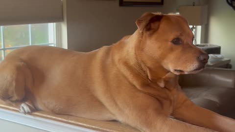 Dog Perches on Half Wall With Cat