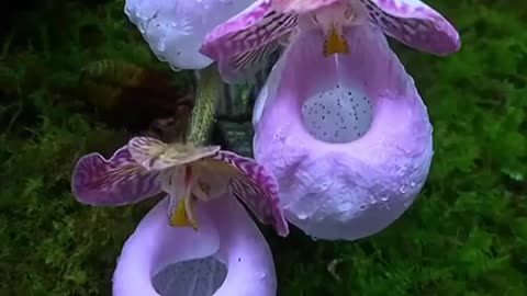 💜🍃 ⚜Wild Lady Slipper Orchids🌸