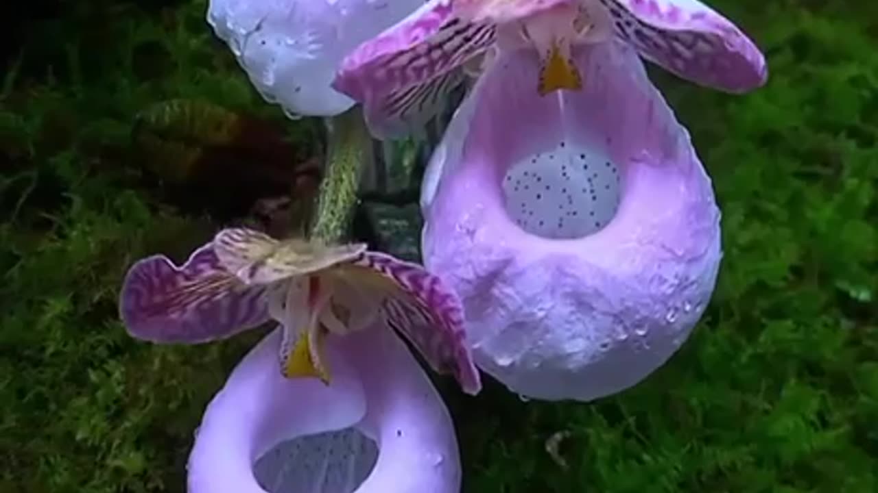 💜🍃 ⚜Wild Lady Slipper Orchids🌸