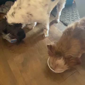 Dogs try wet food for the first time