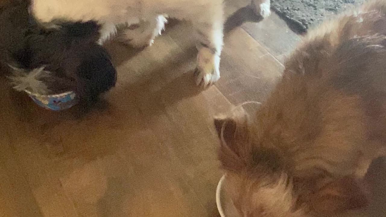Dogs try wet food for the first time