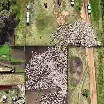 2 sheep dogs at work