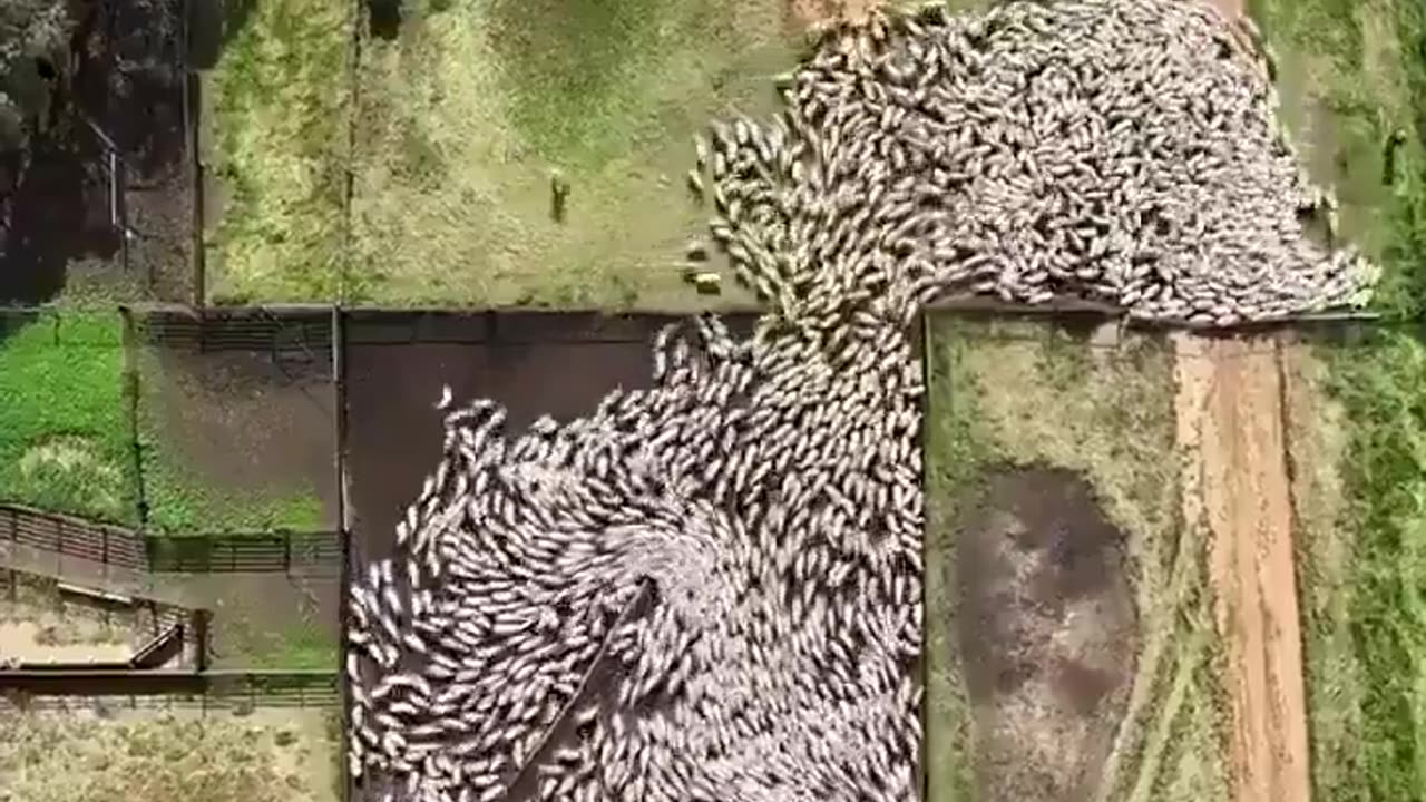 2 sheep dogs at work