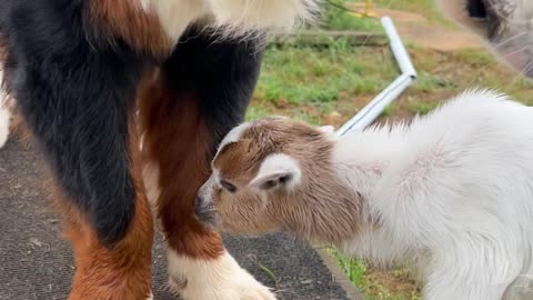 Bernese Mountain Dog Befriends Orphaned Goat