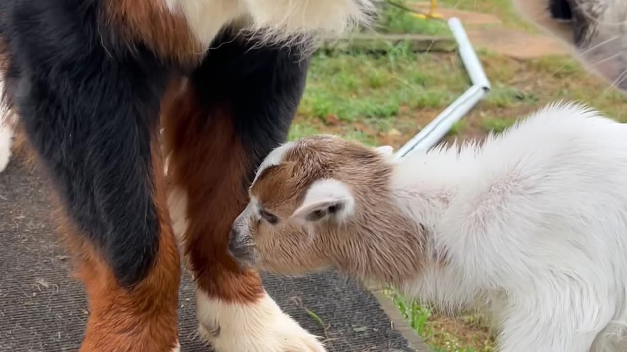 Bernese Mountain Dog Befriends Orphaned Goat