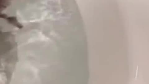 Cute Cat Falling Into Water - Funny Cat Videos 🐾