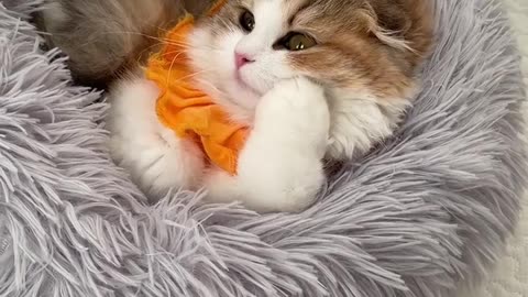 It's as if he's saying, “Look at me! Am I the cutest? Please, it's impossible to resist such cutenes