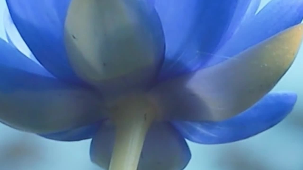 Follow the Universal Laws