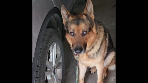 Virgil german shepherd.