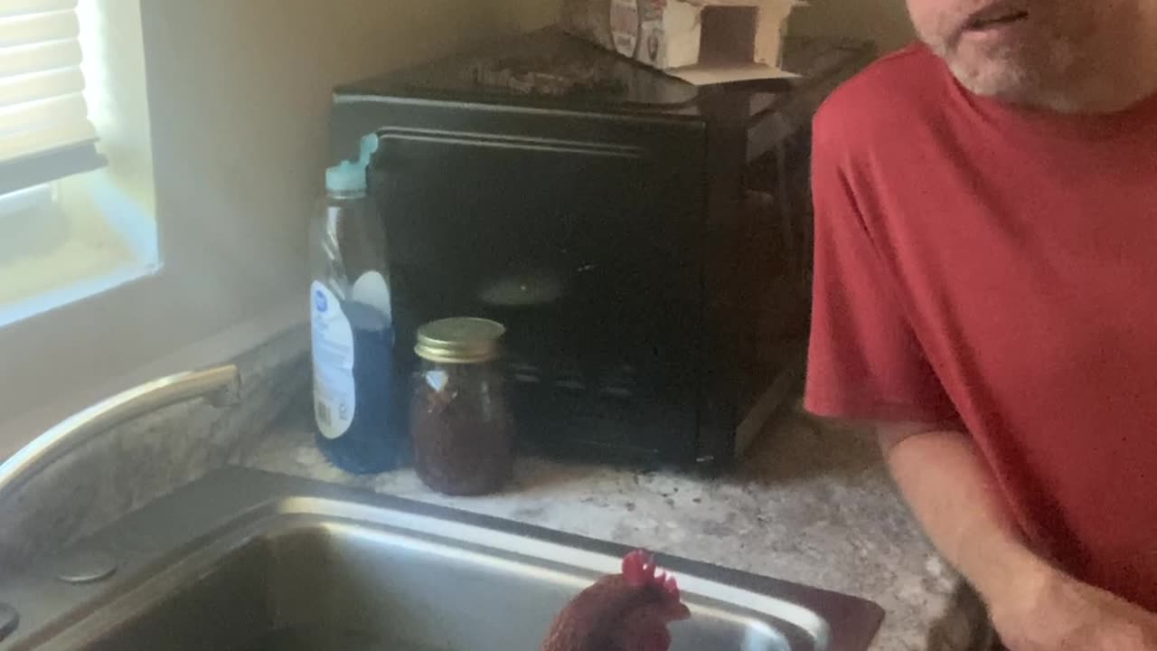 Sick Chicken - What to do?