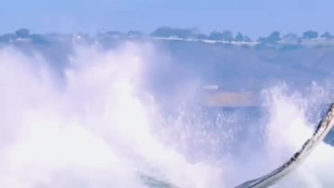 Gigantic whale shark makes scuba divers look like cute