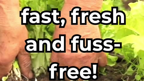 3 EASIEST VEGETABLES to Grow for Beginners!
