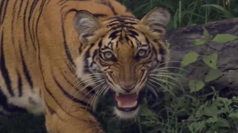 INDIAN SAFARI