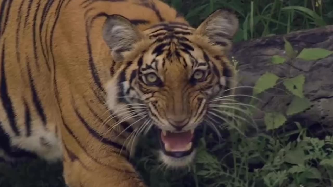 INDIAN SAFARI