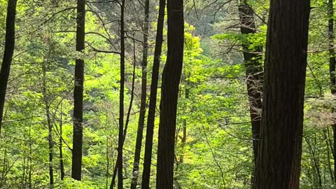 Treman Park Gorge Trail Ascent: Part 2