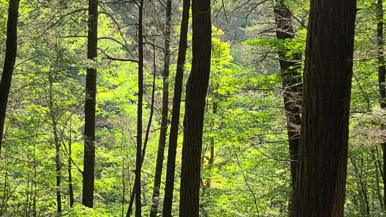 Treman Park Gorge Trail Ascent: Part 2