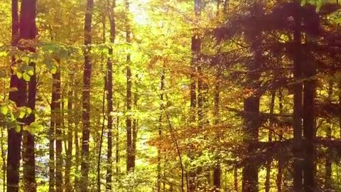 feliz ano novo 2.mp4