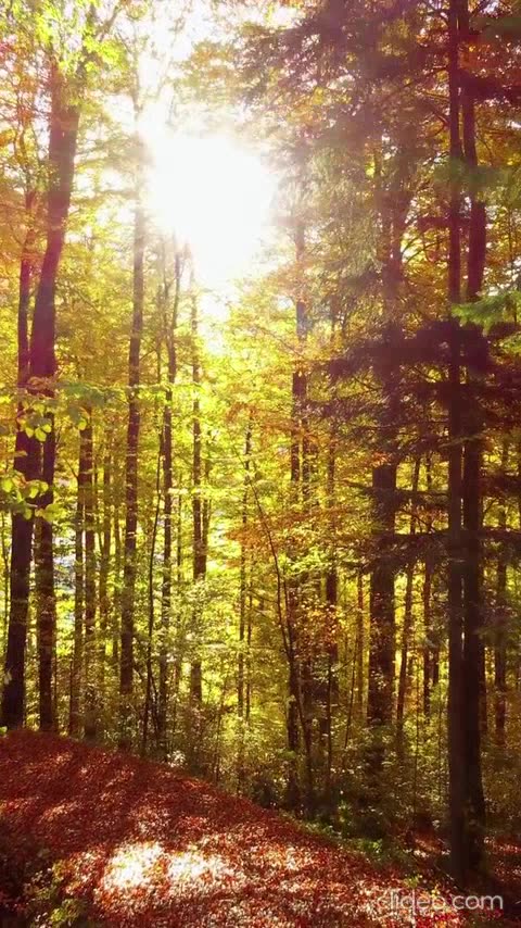 feliz ano novo 2.mp4