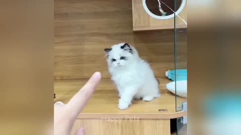 Funny Cat and Dog