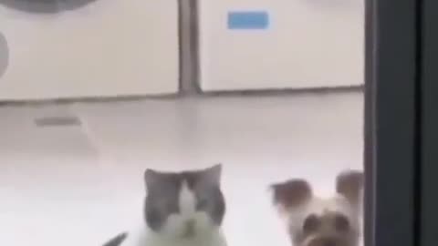 😮🐶 You Won't Believe How This Cat Imitates a Dog! | FeedMyCuriosity