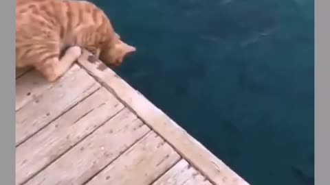 The Hunter Cat