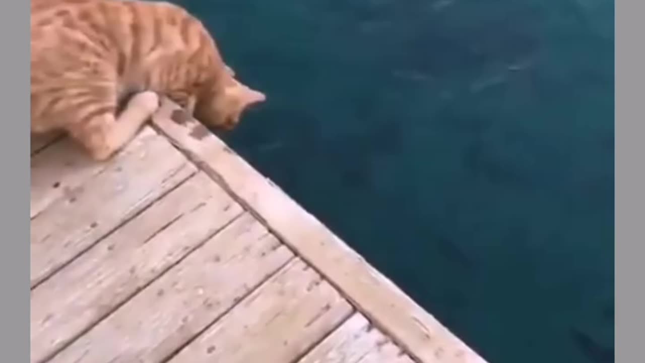 The Hunter Cat