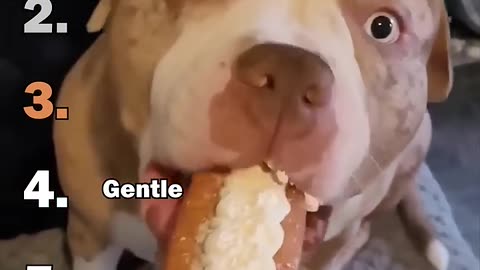 Ranking Best Scaredy Puppy Moments