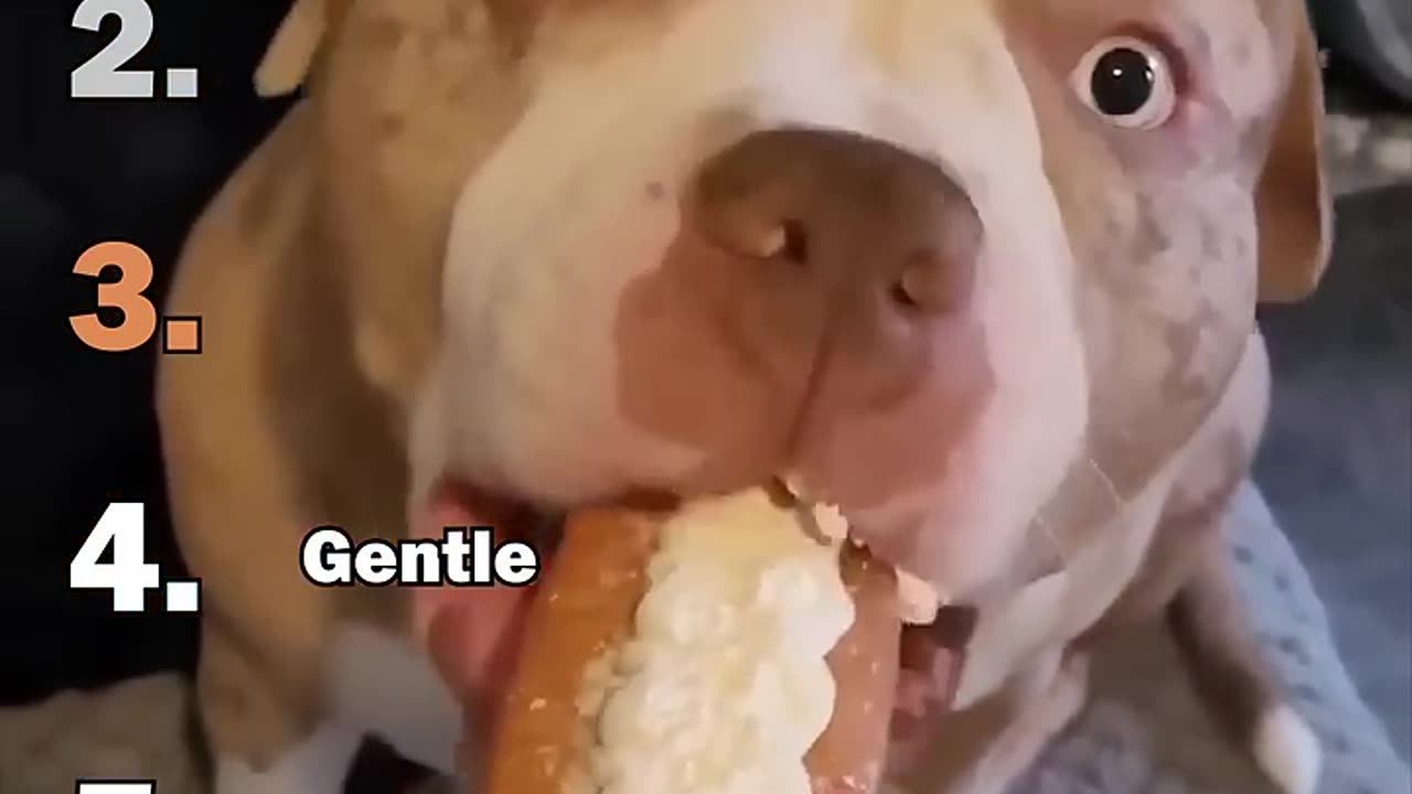 Ranking Best Scaredy Puppy Moments